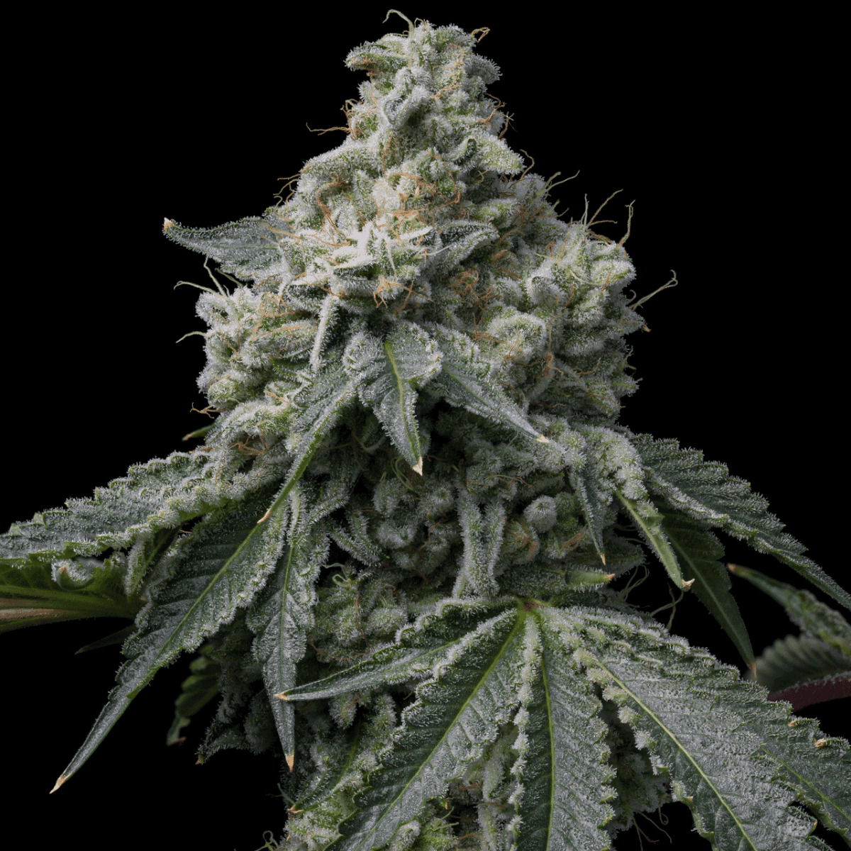 OZ Kush Seeds