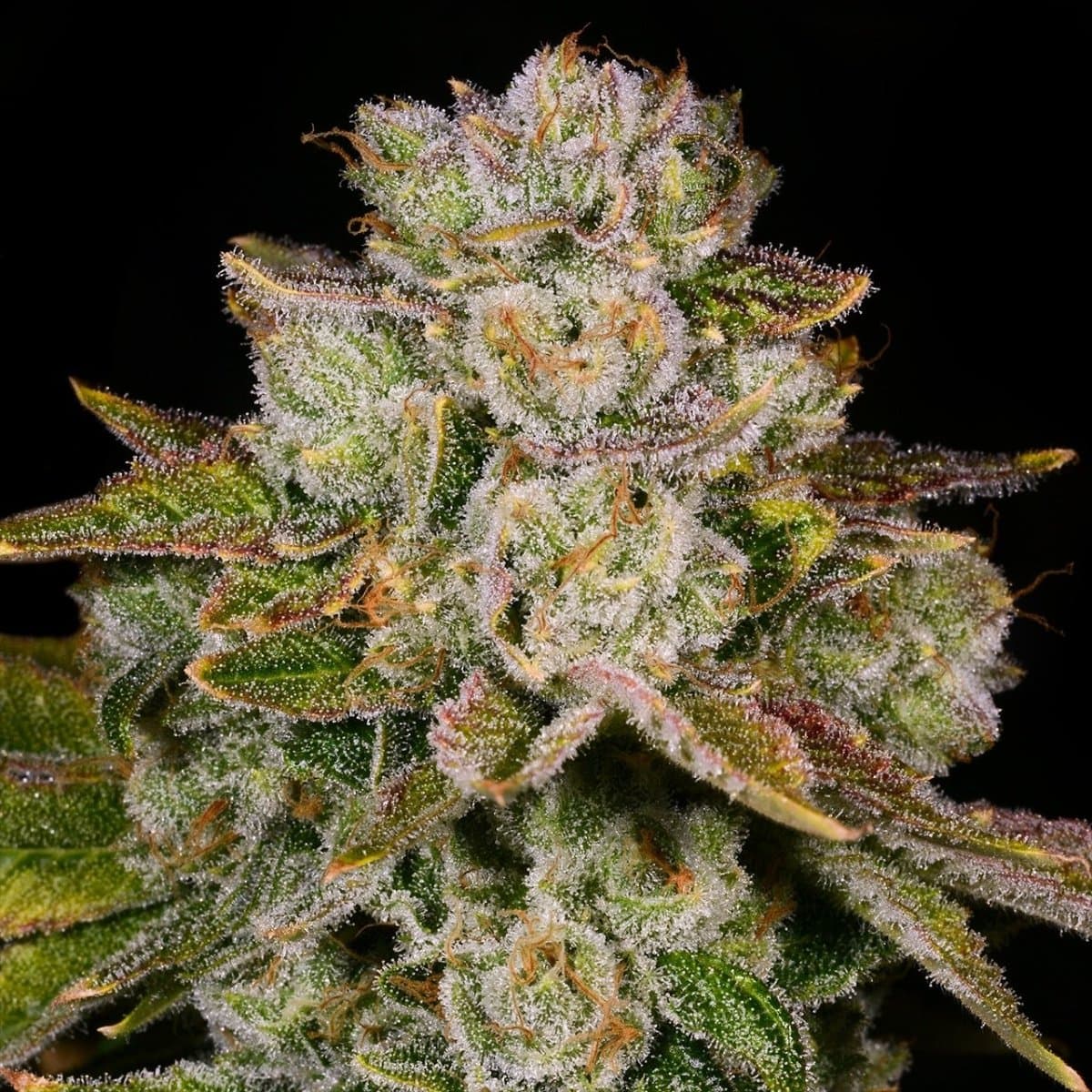Pacman Seeds