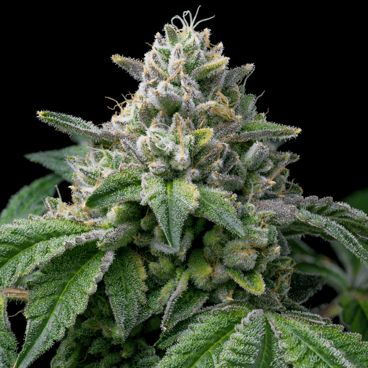 Paris OG Seeds