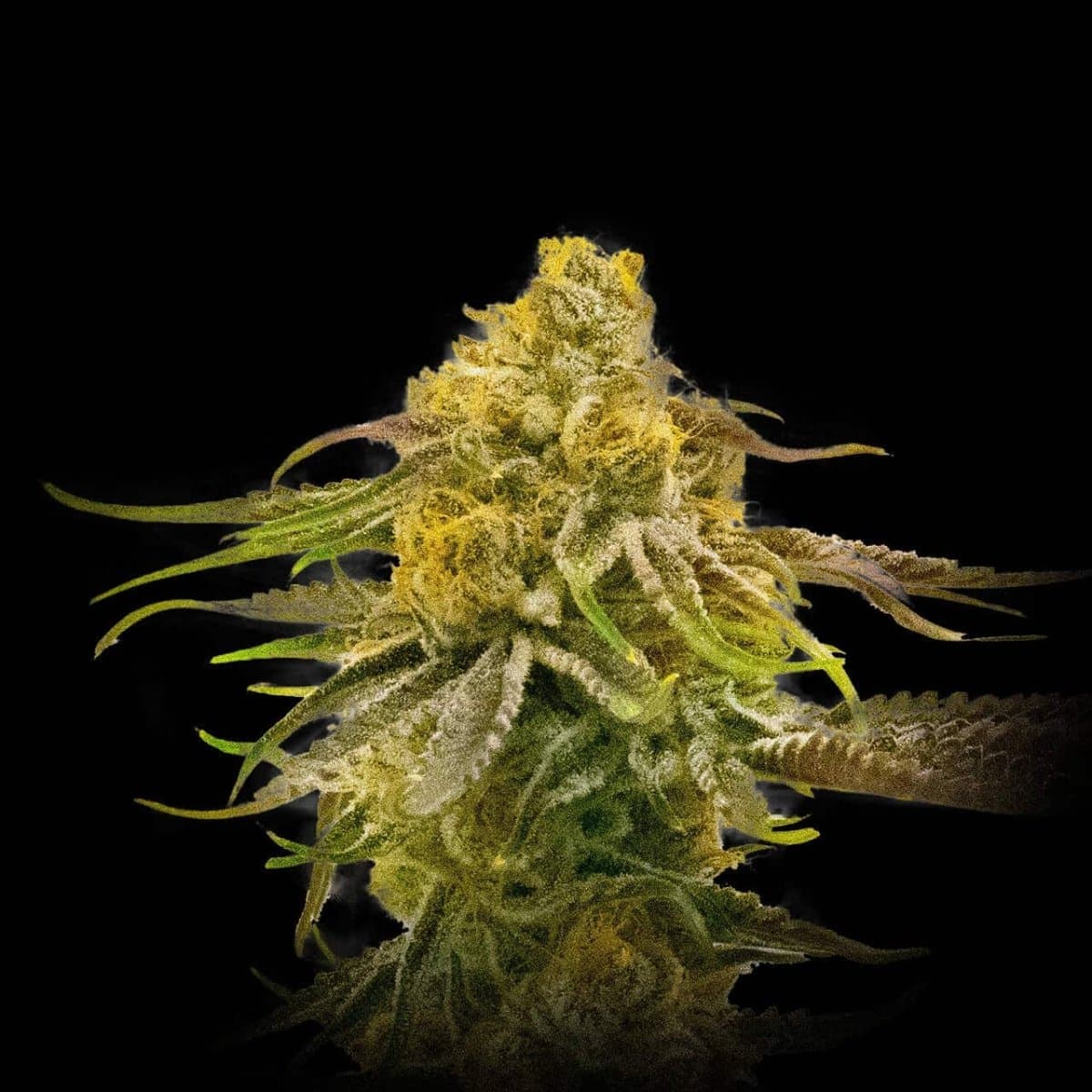 Pineapple Kush Seeds