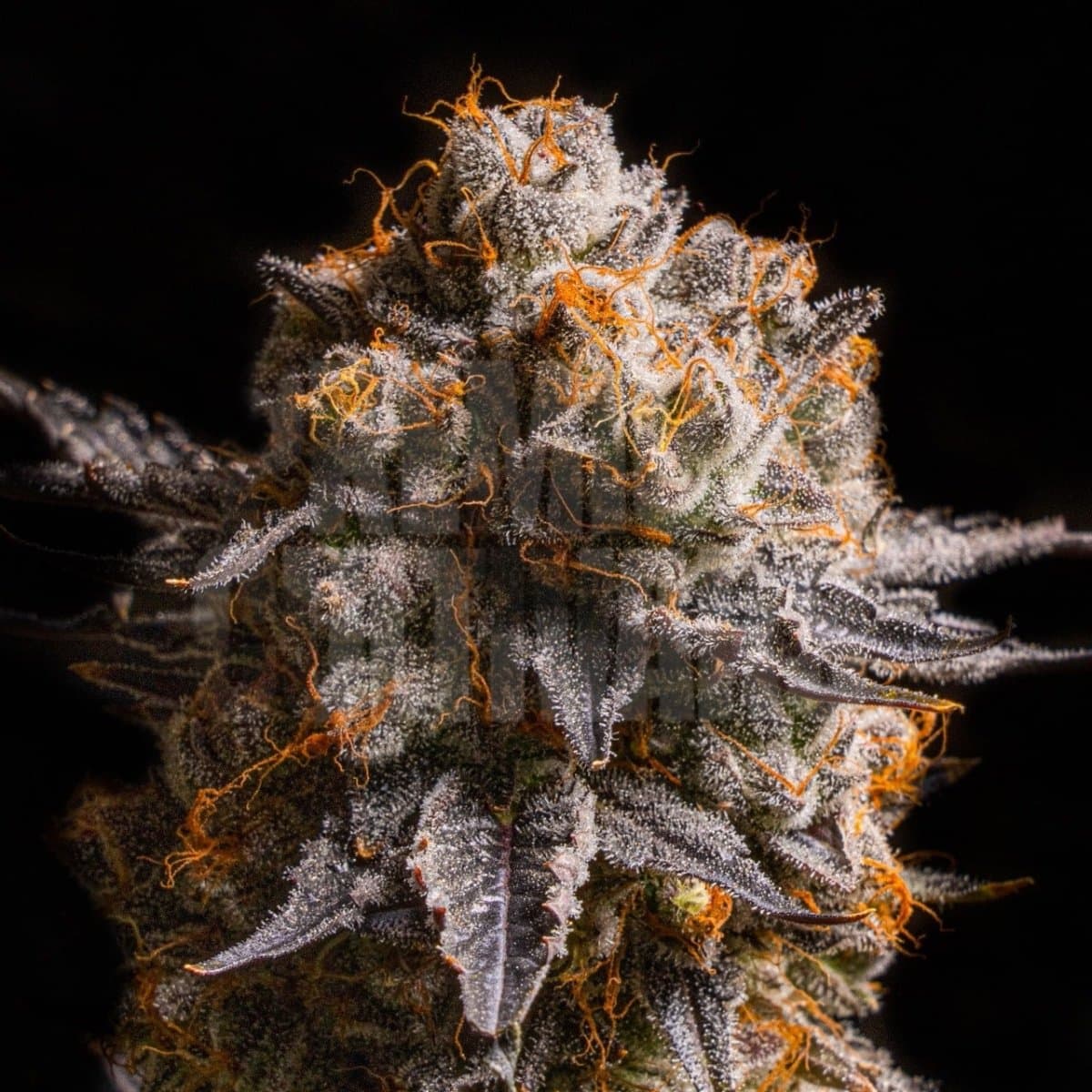 Pink Cookies Seeds