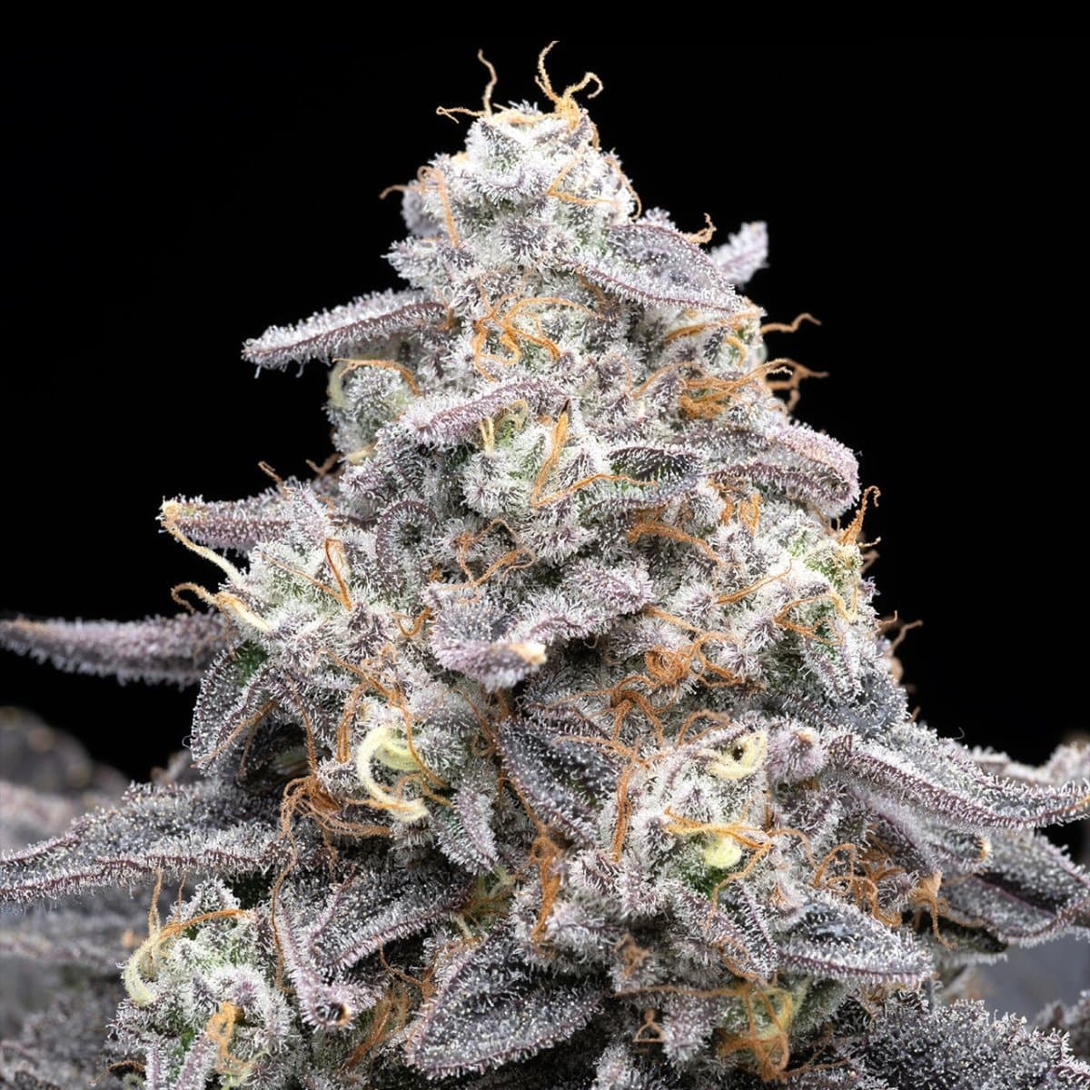 Pink Rozay Seeds
