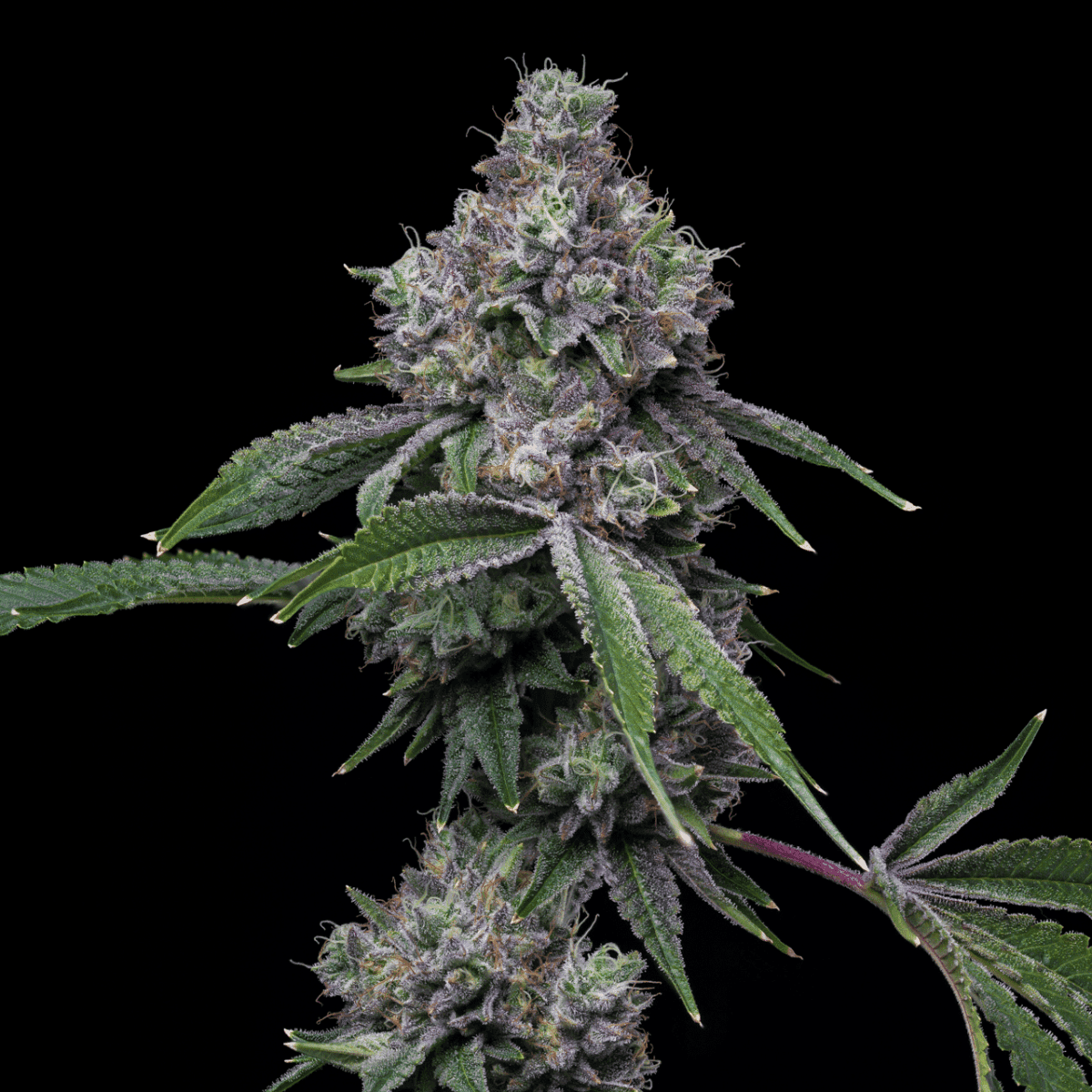 Pink Runtz Seeds
