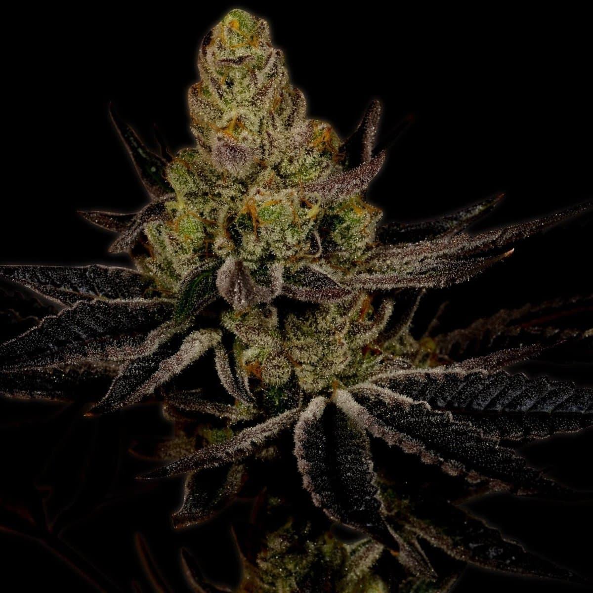 Platinum Cookies Seeds