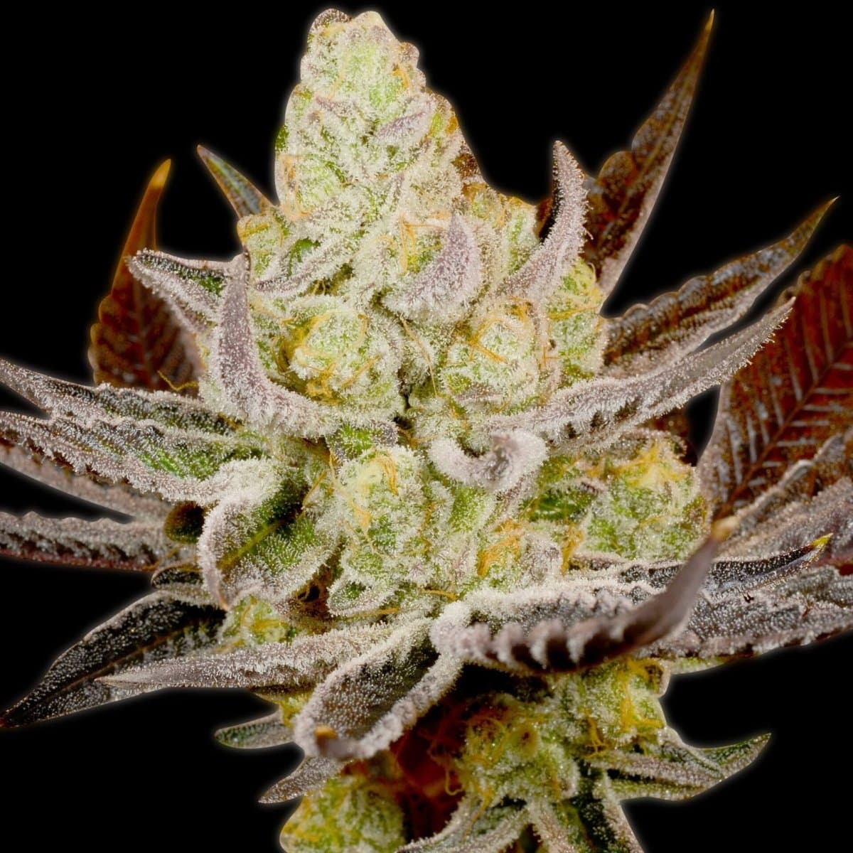 Platinum Kush Seeds