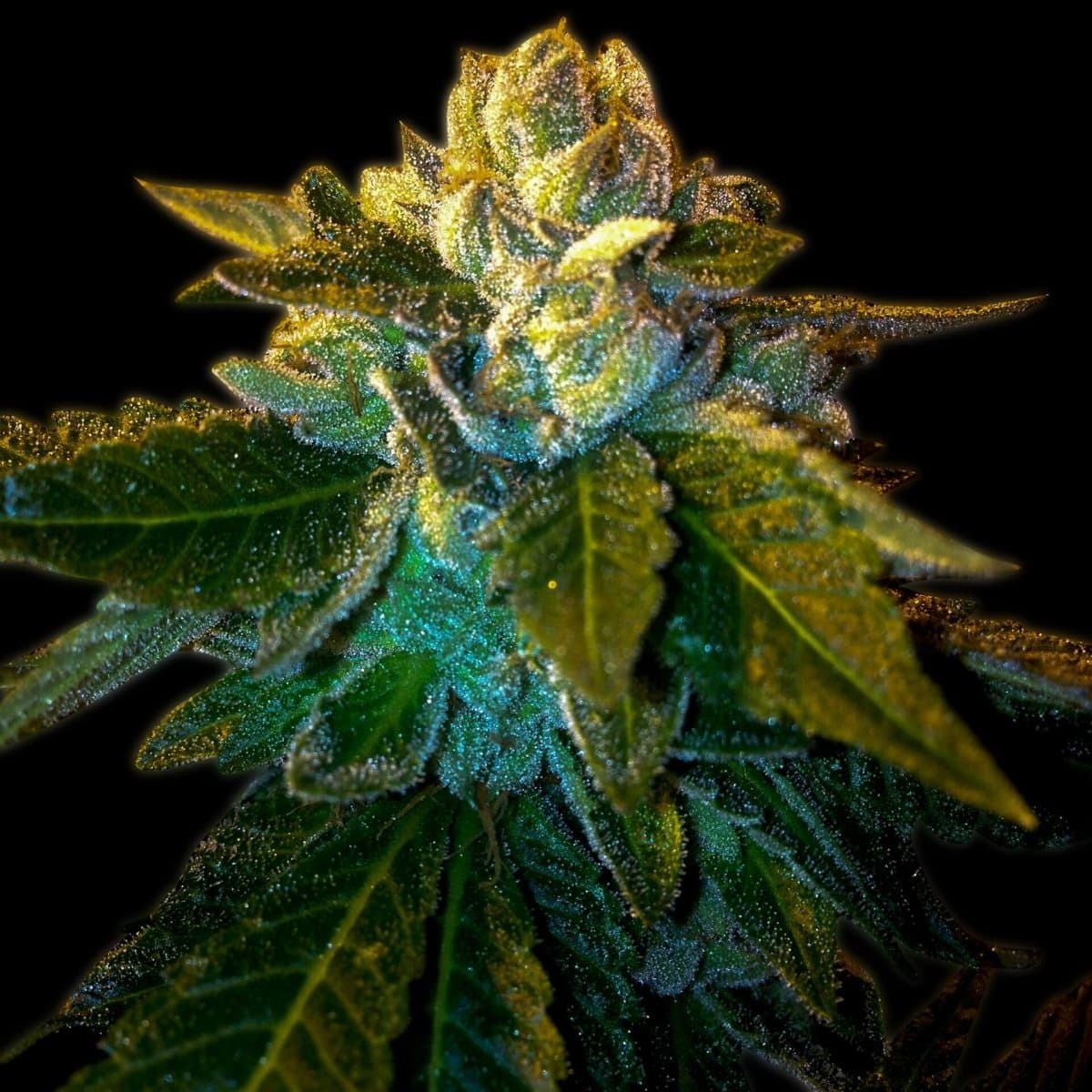 Platinum OG Seeds