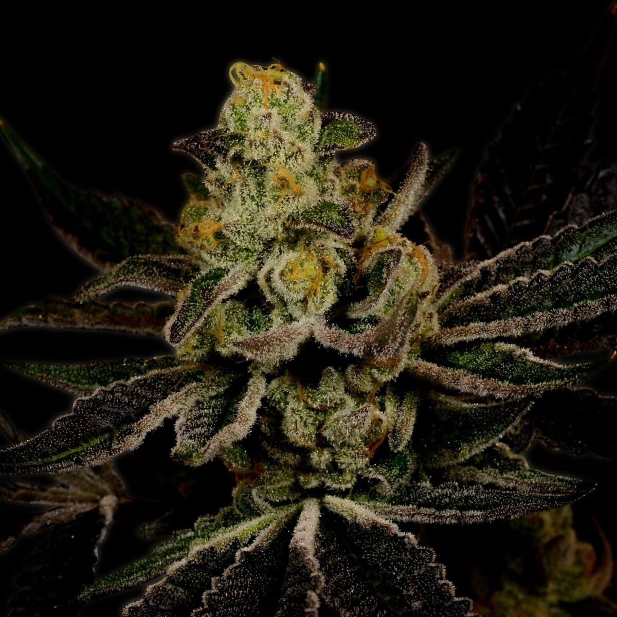 Power Plant Seeds