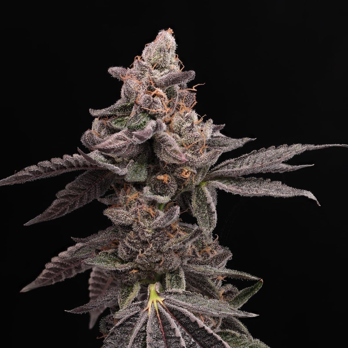 Purple Cookies Seeds