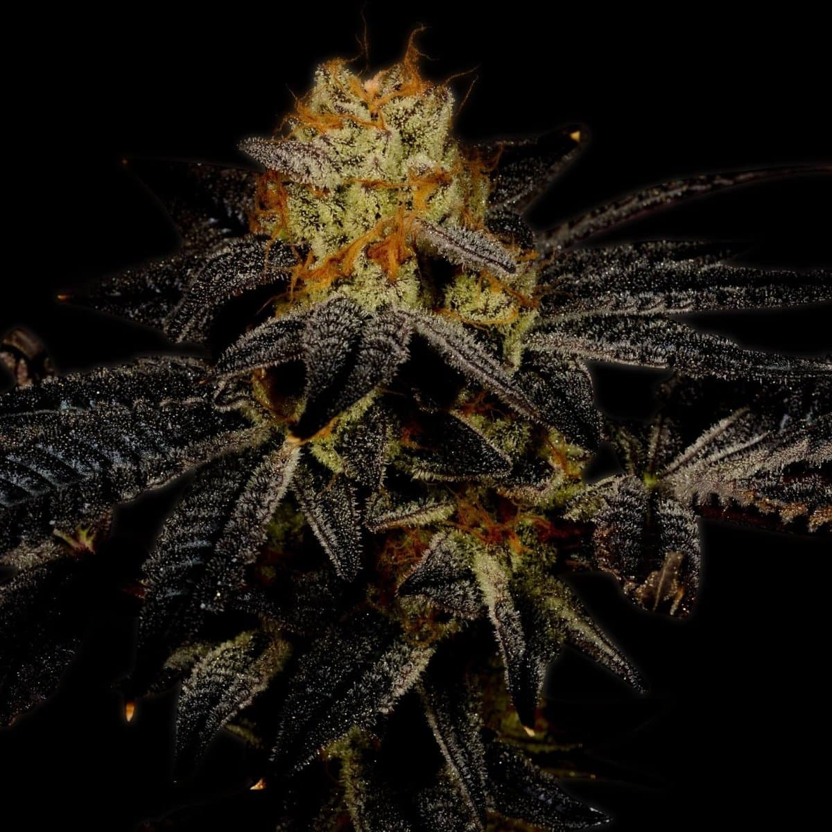 Purple Kush Seeds