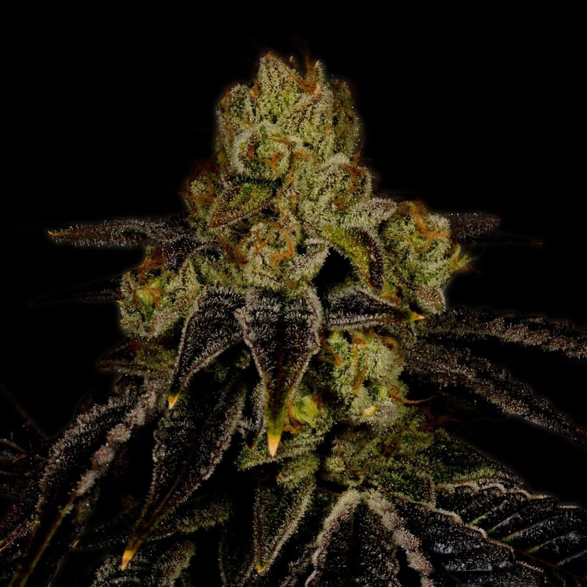 Purple Punch Seeds