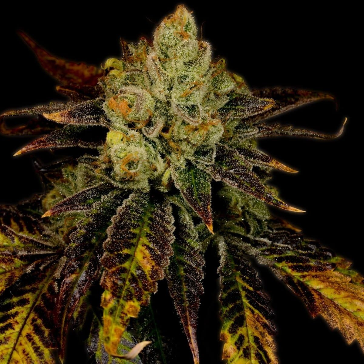 Purple Urkle Seeds