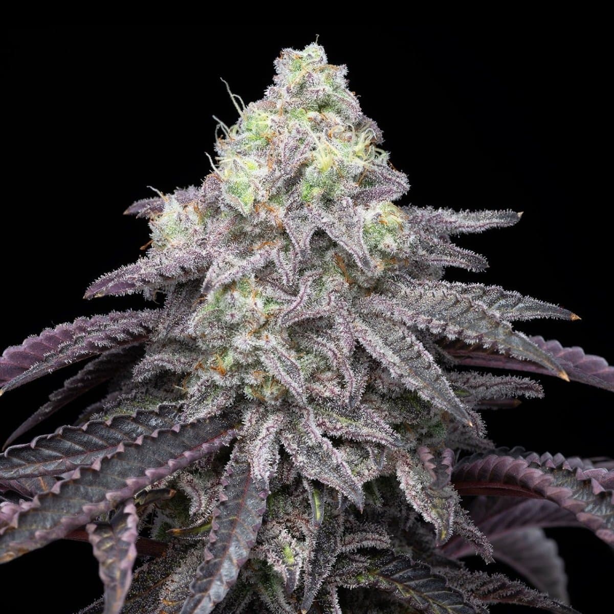 Rainbow Belts Seeds