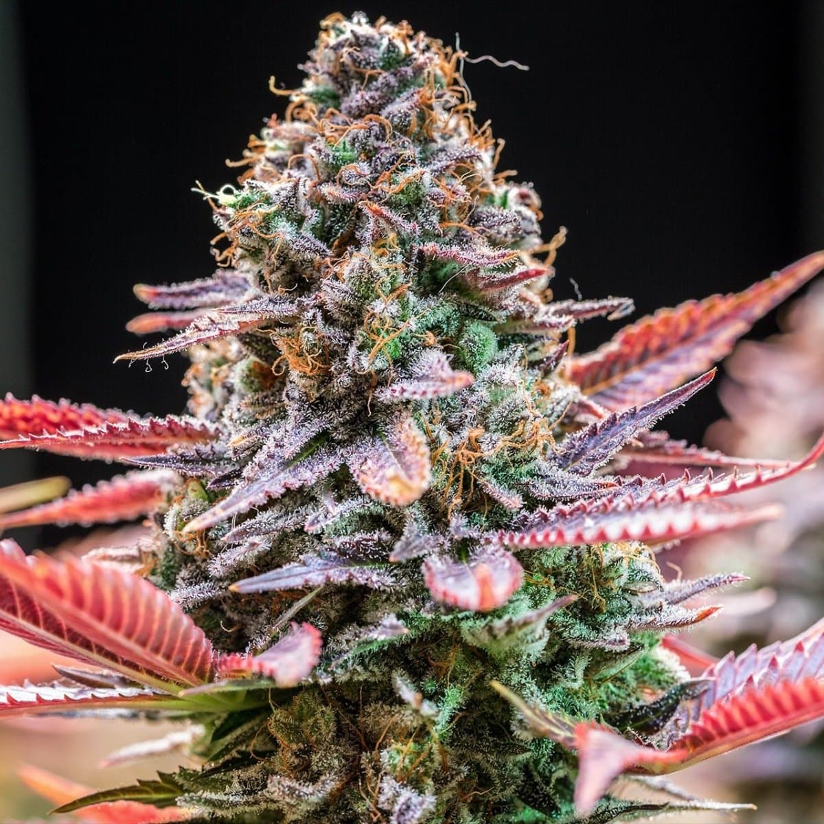 Rainbow Runtz Seeds