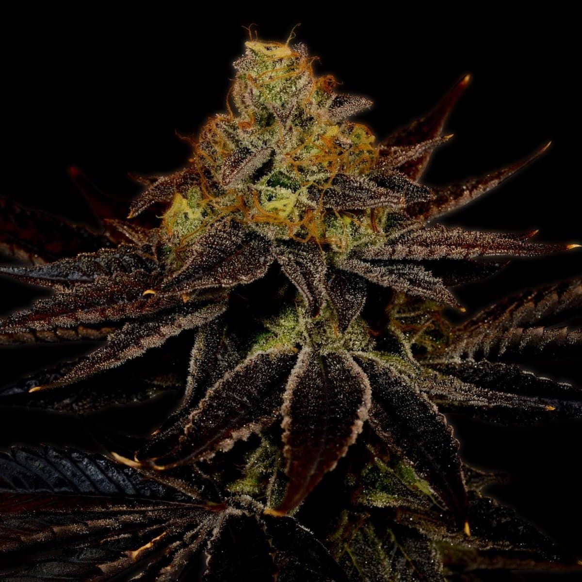 Runtz Seeds