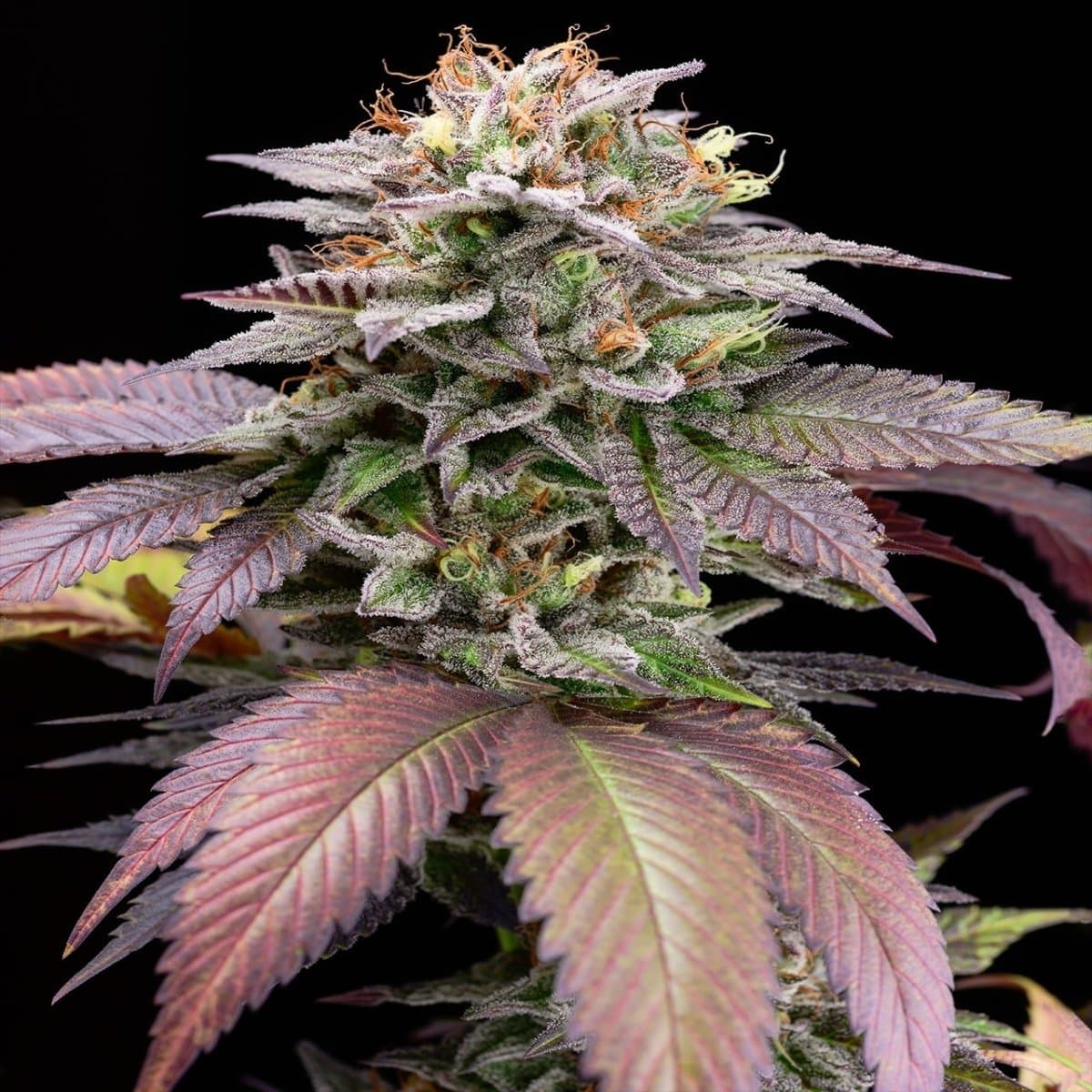 Sherbanger Seeds