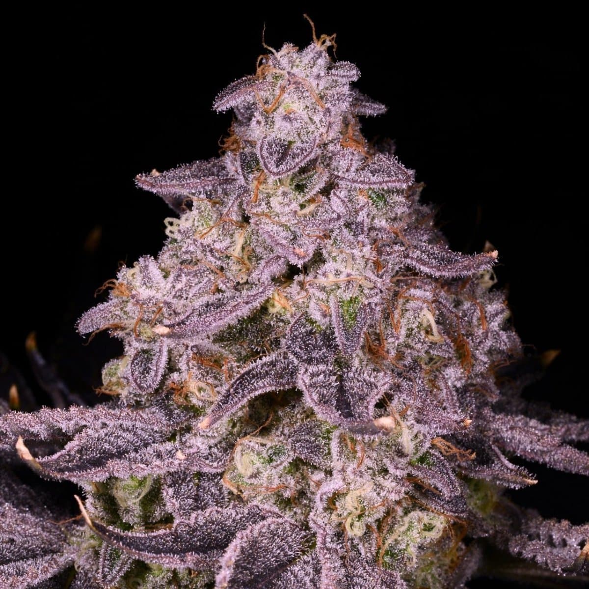 Sherblato Seeds