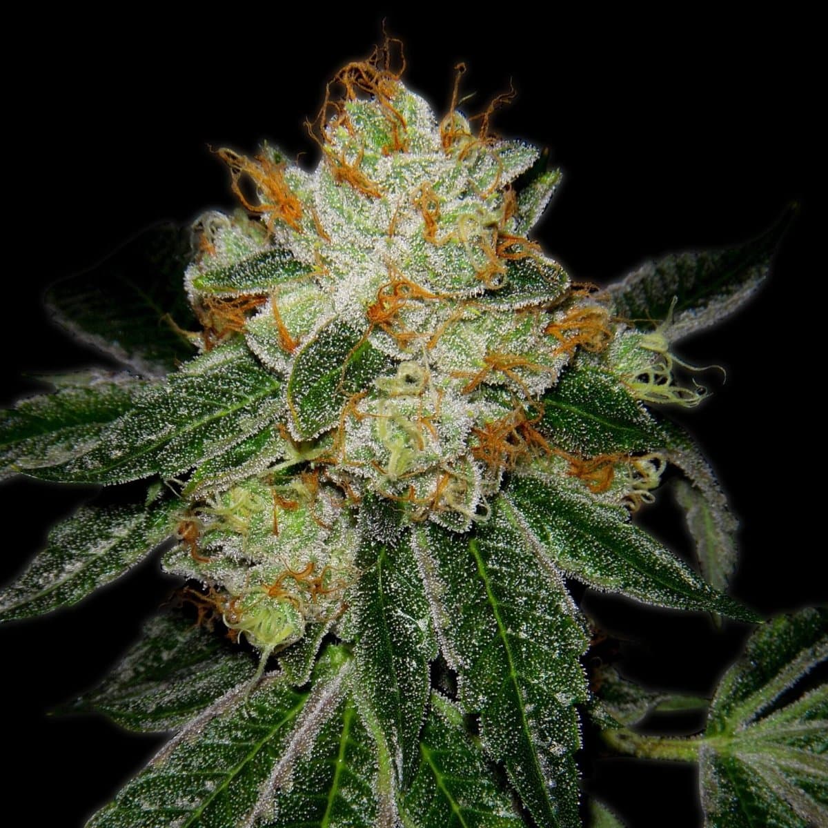 Silver Haze Seeds