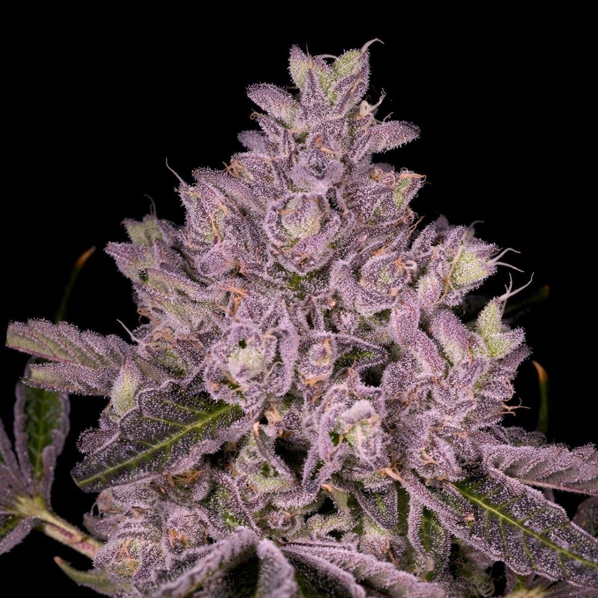 Slapz Seeds