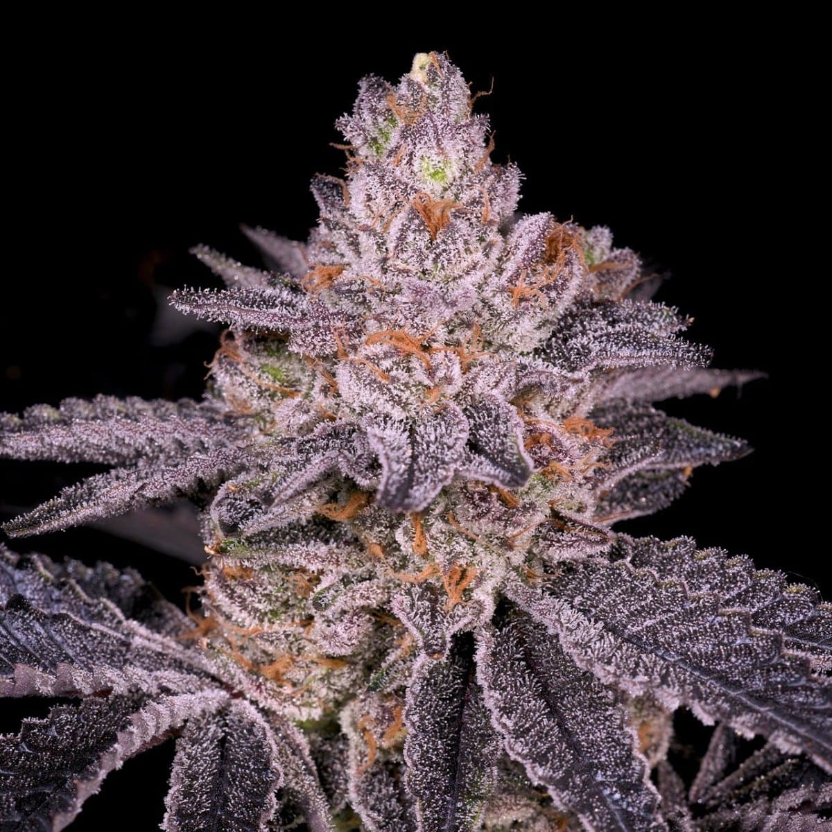 Slurricane Seeds