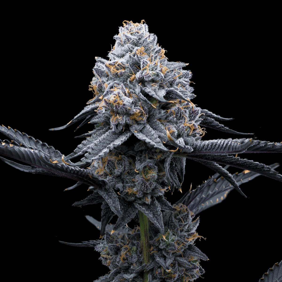 Space Runtz Seeds
