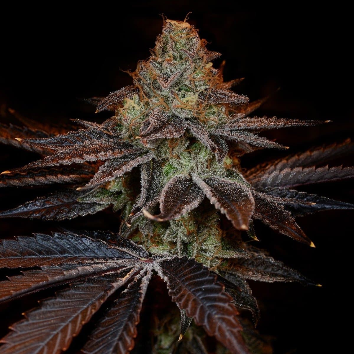 SS1 Strain Seeds