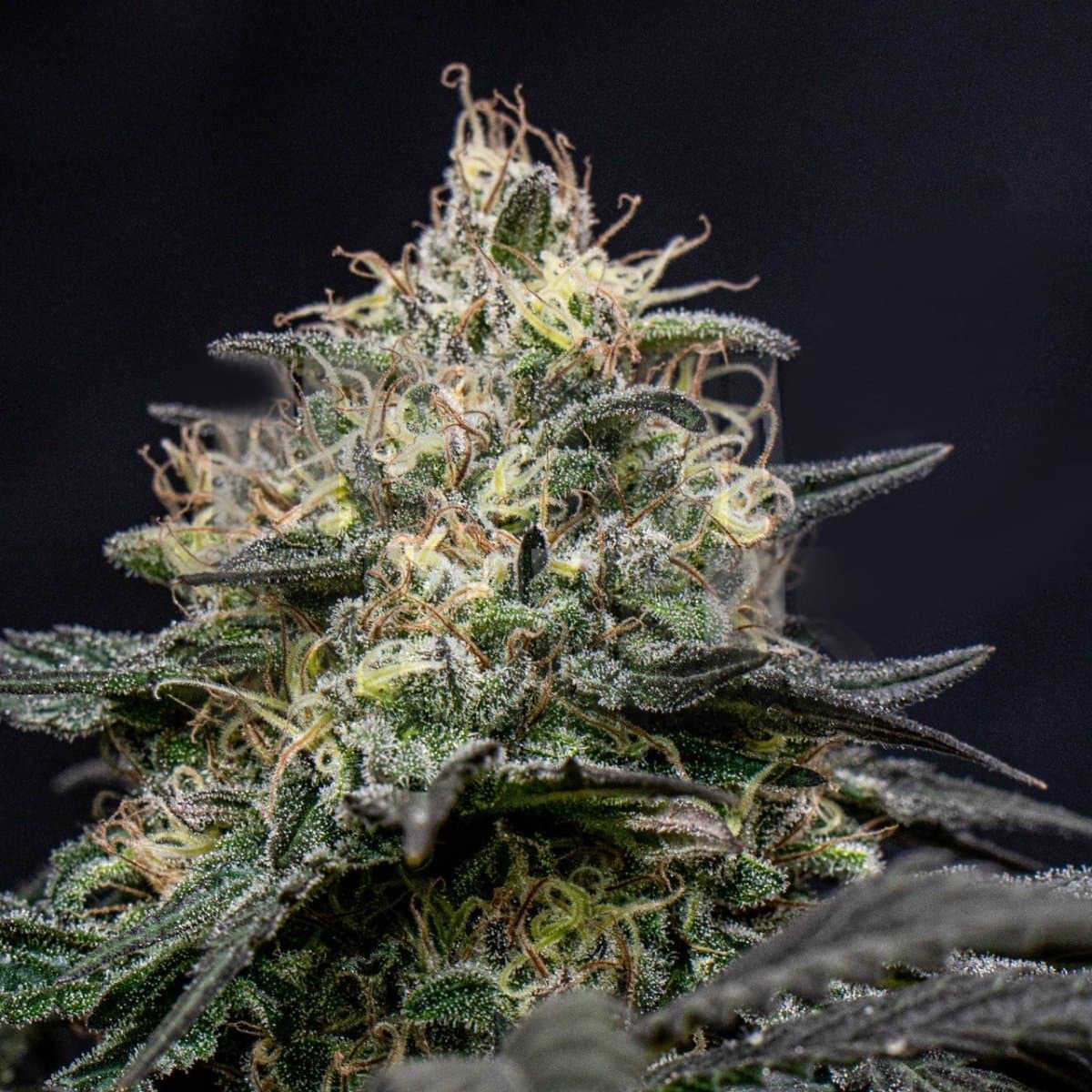 Star Killer Seeds