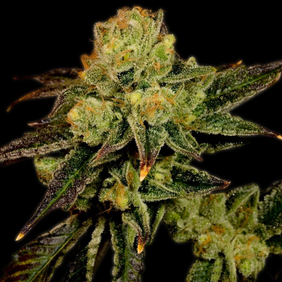 Stardawg Seeds