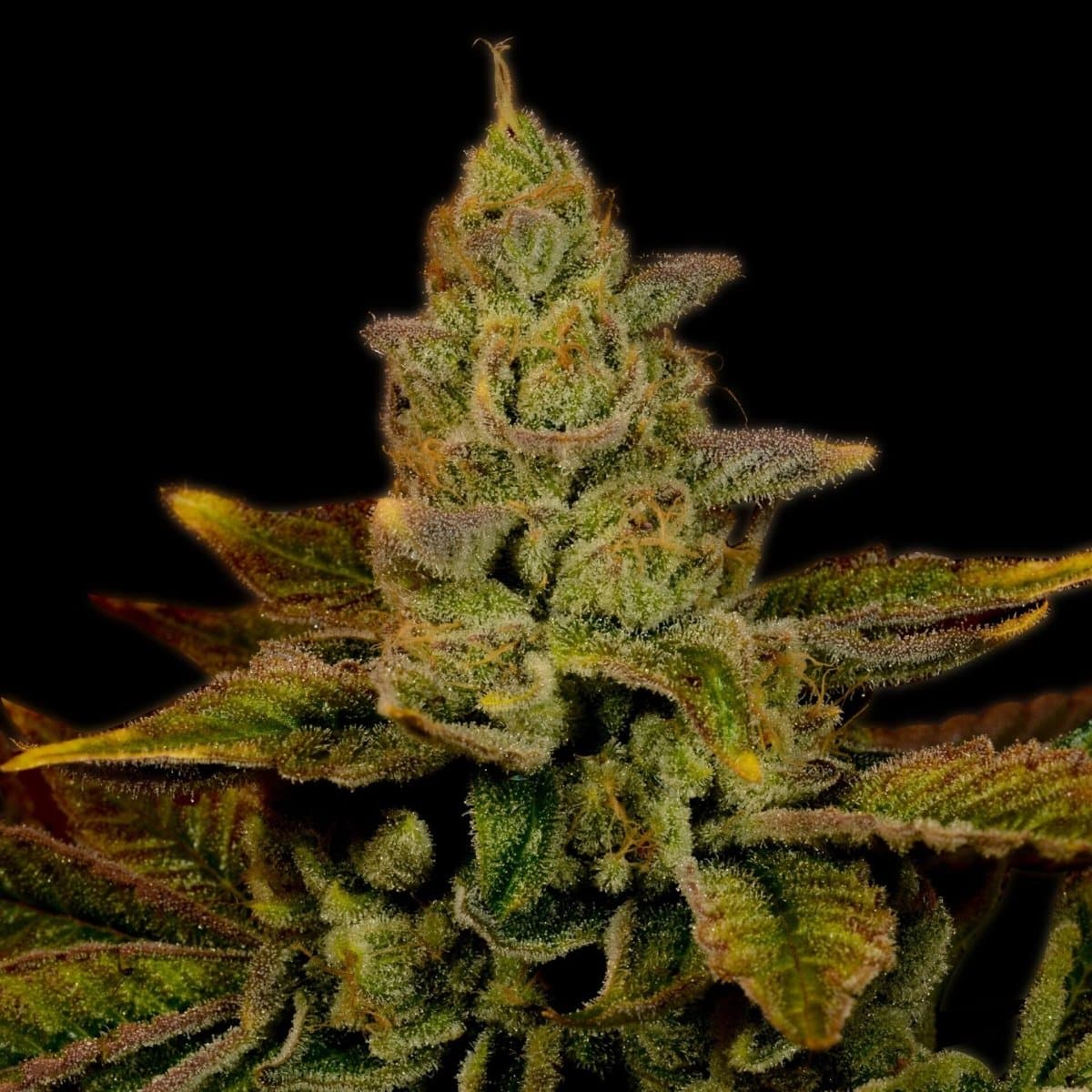 Strawberry Diesel Seeds