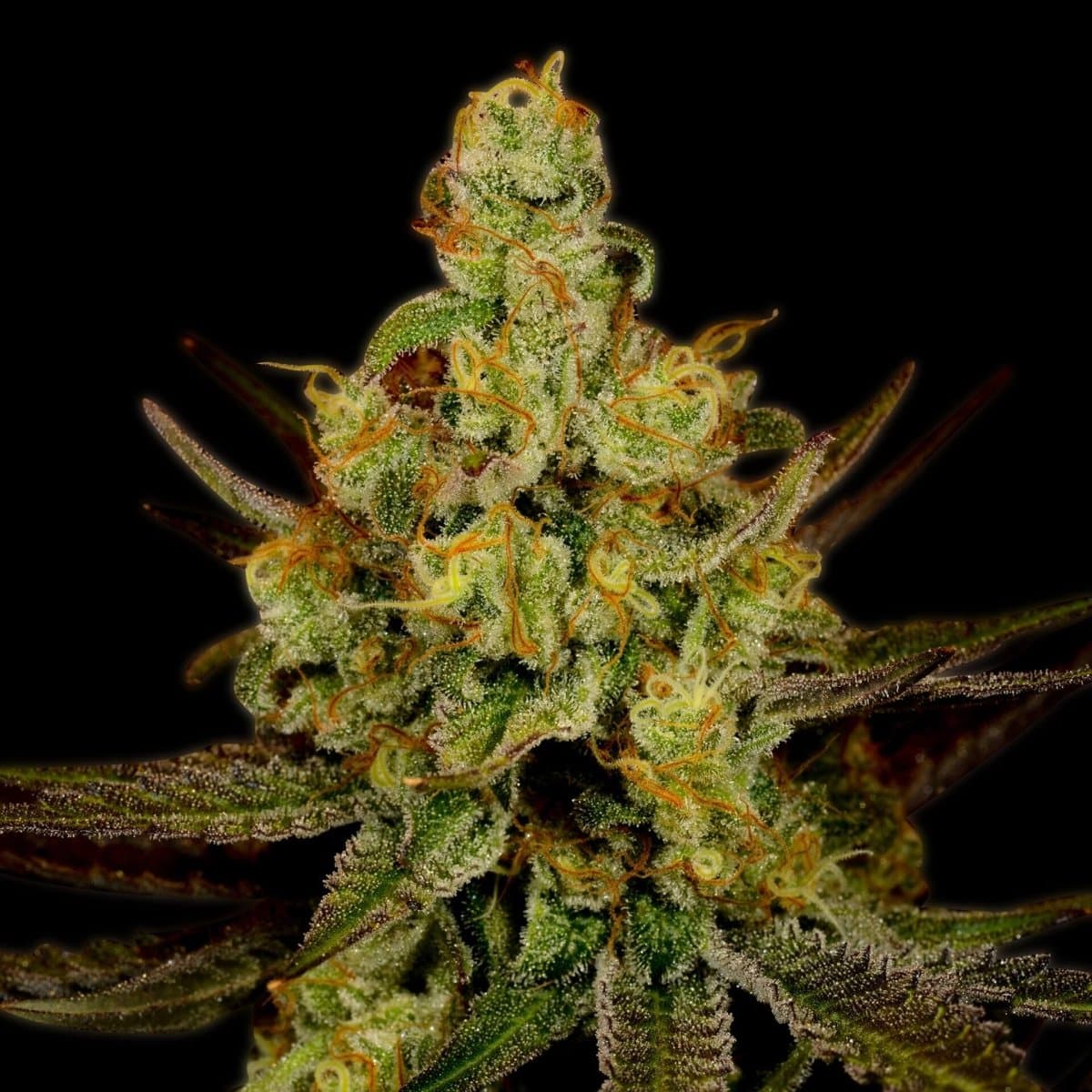 Strawberry Kush Autoflower Seeds
