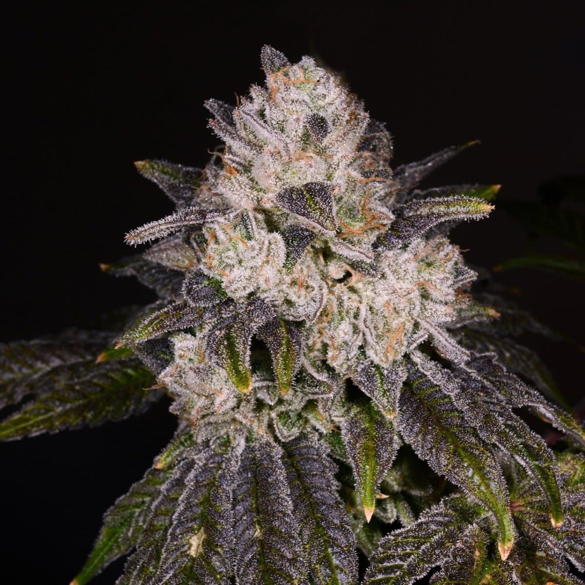 Strawberry Shortcake Seeds