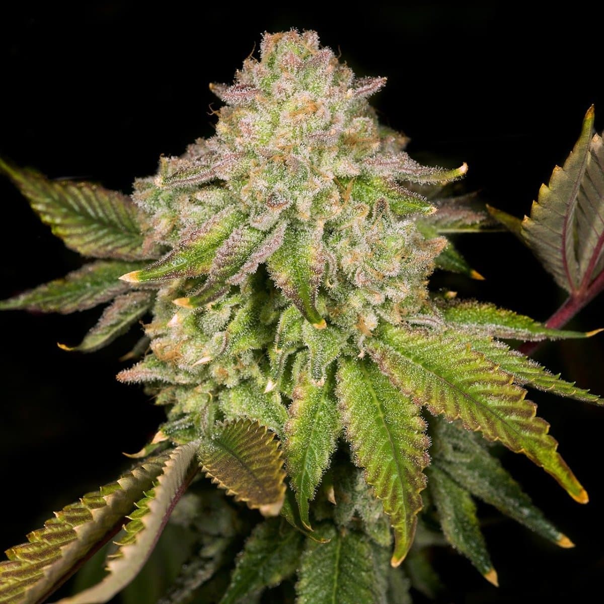 Super Boof Seeds