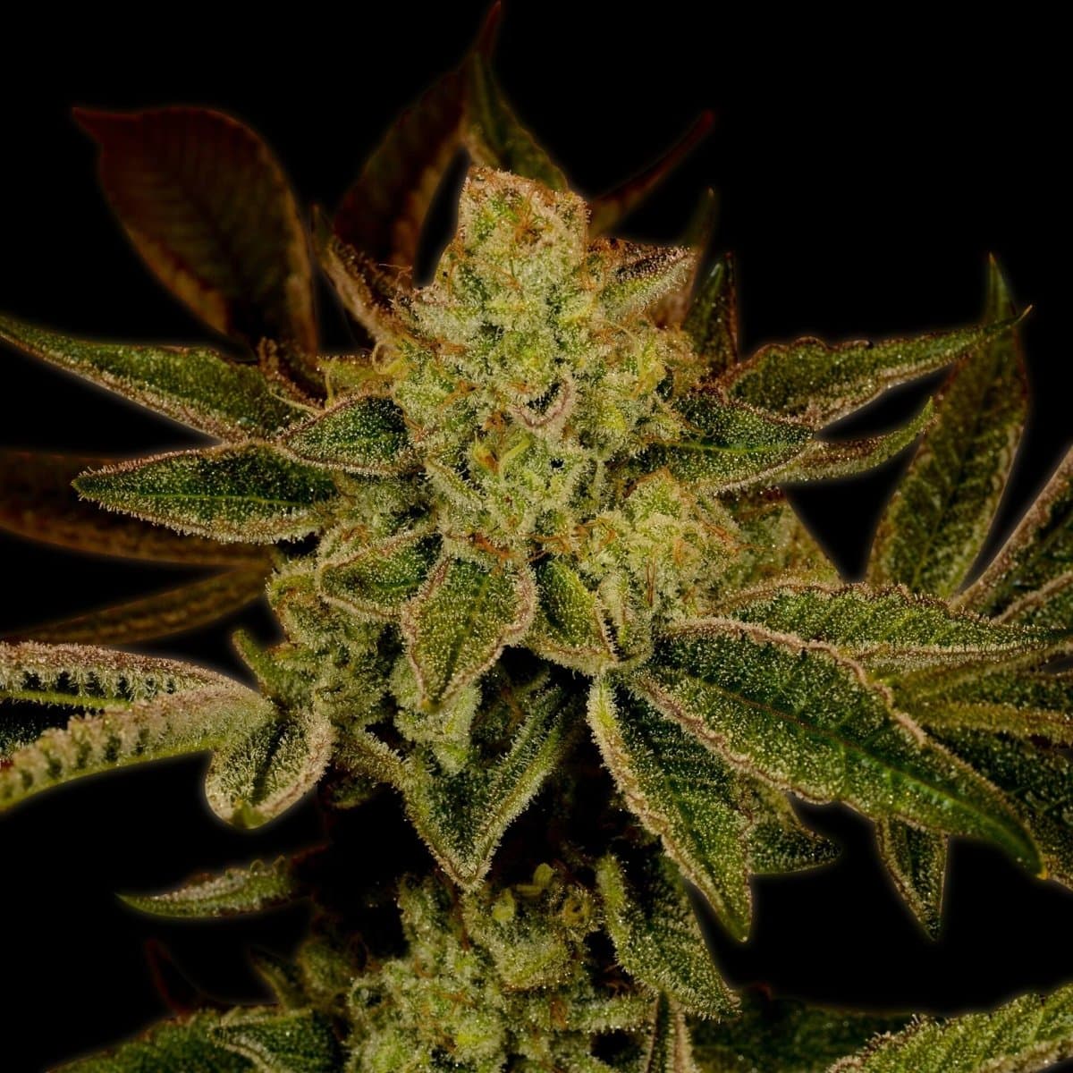 Super Lemon Haze Seeds