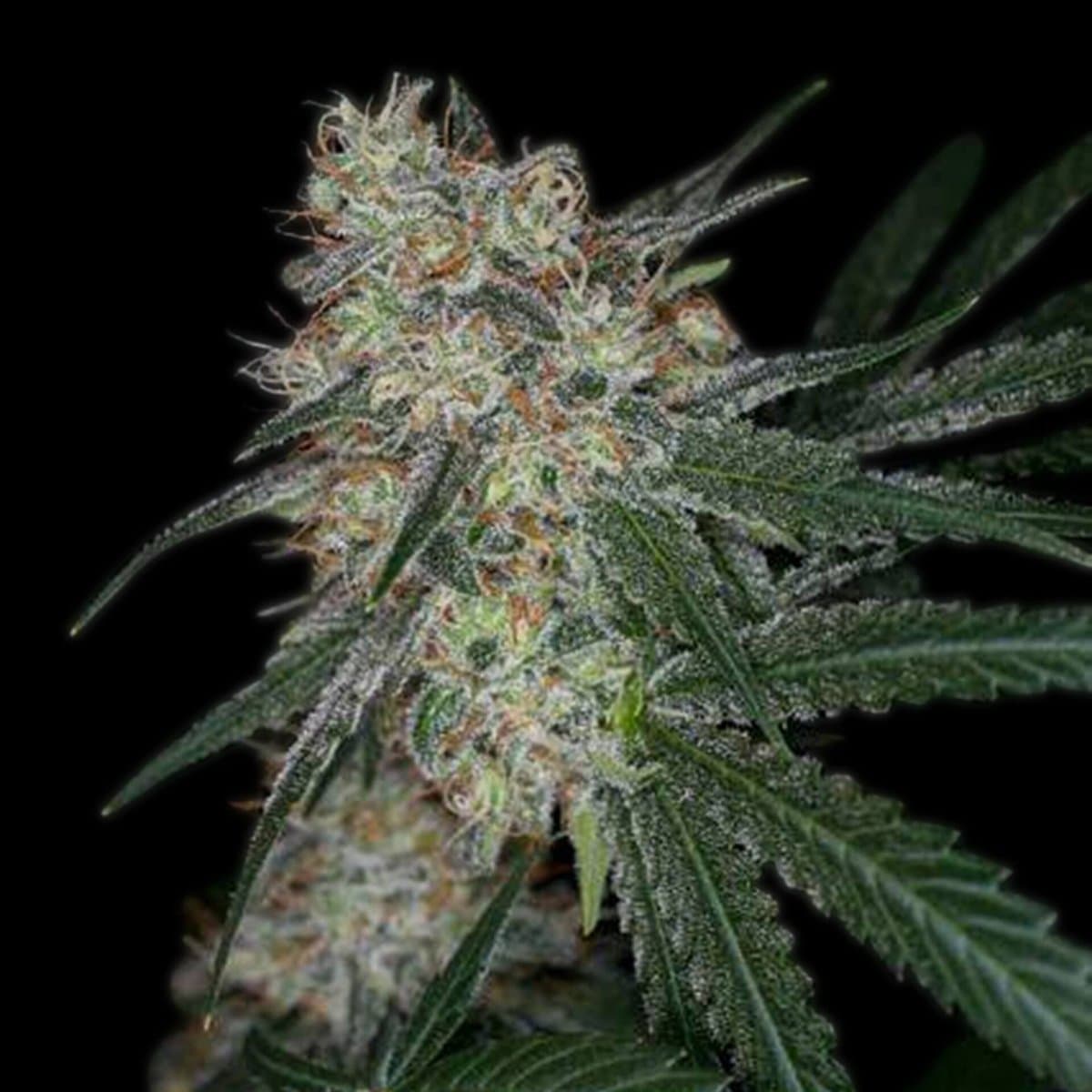 Super Sour Diesel Seeds