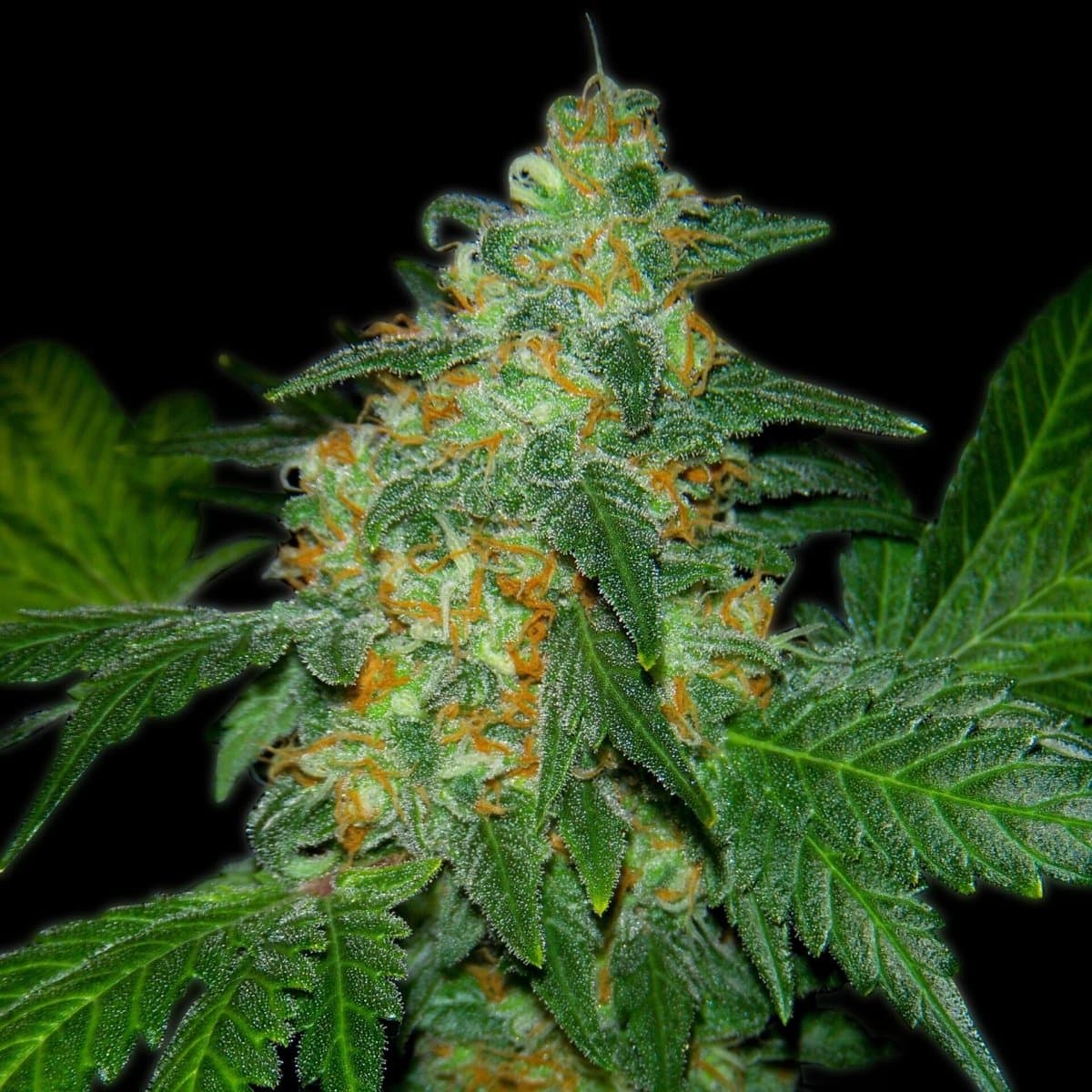 Sweet Tooth Seeds