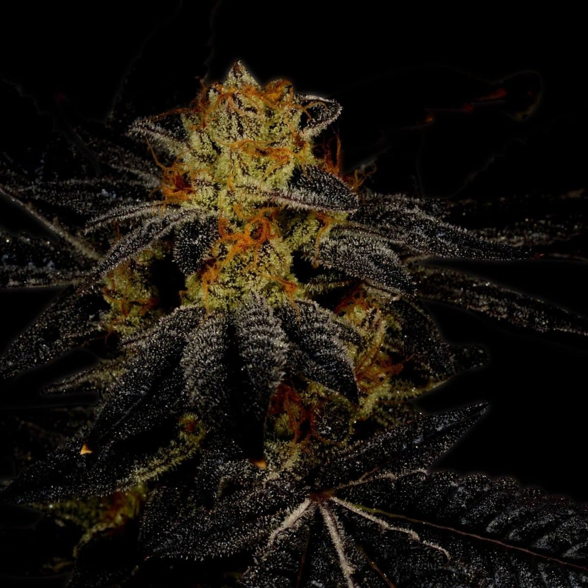 Tahoe OG Seeds