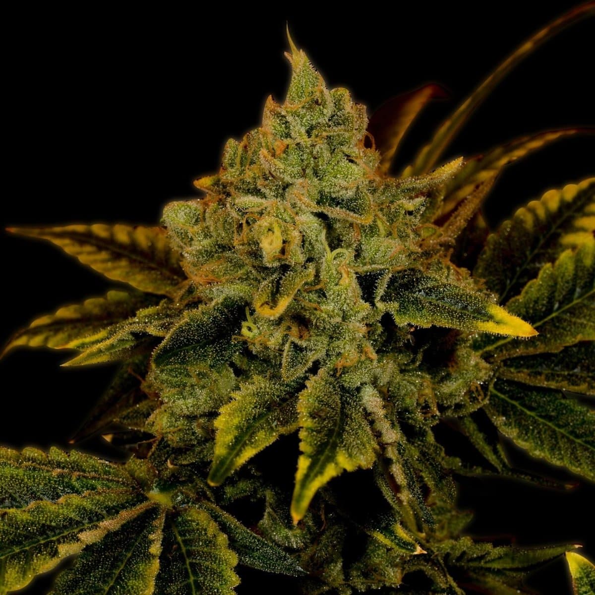 Tangerine Dream Seeds