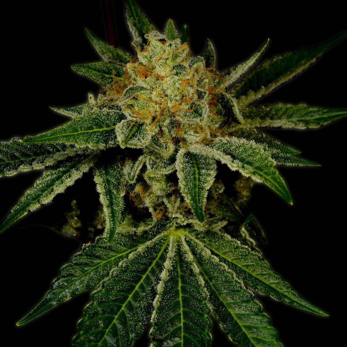 Tangie Seeds