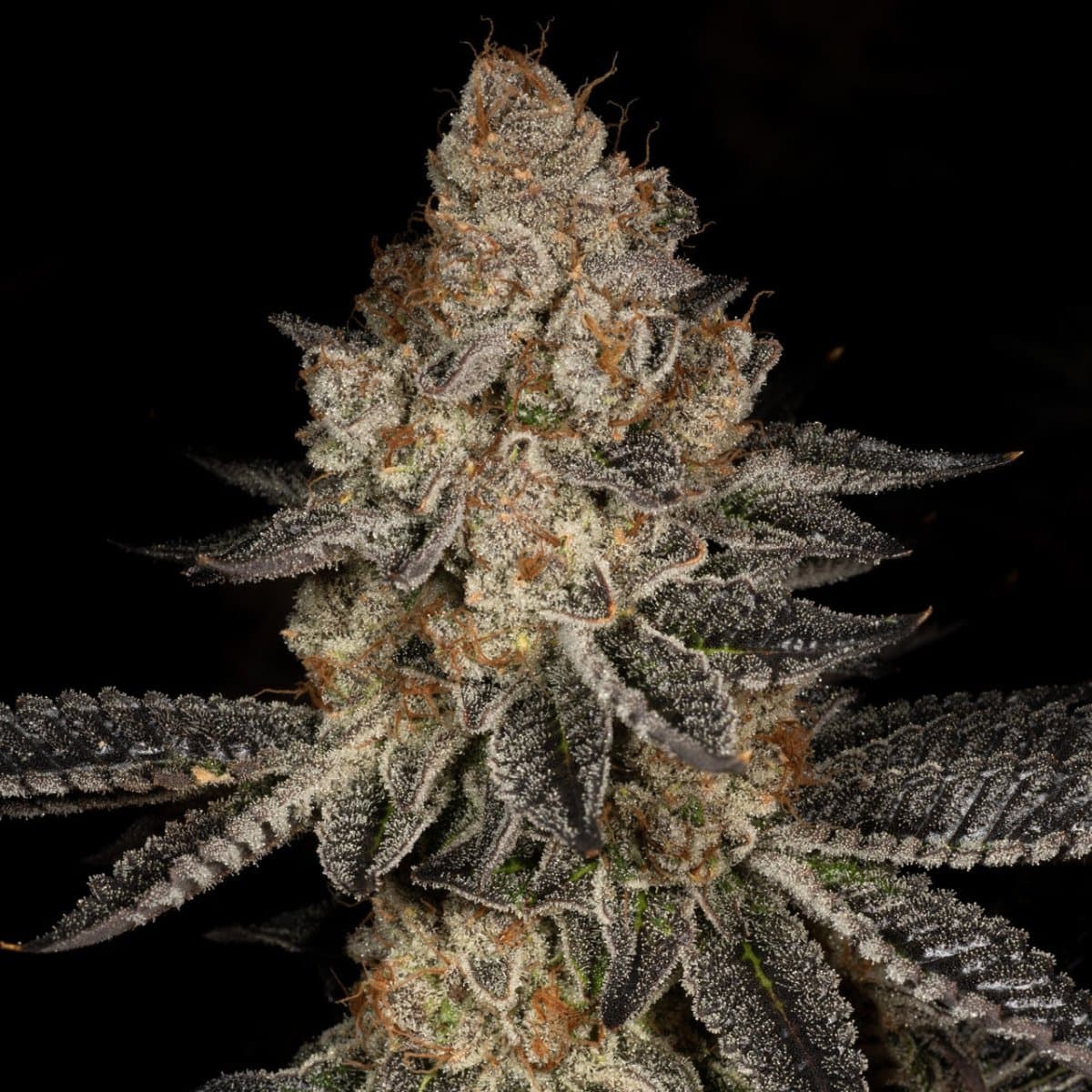 Tropicana Cookies Seeds