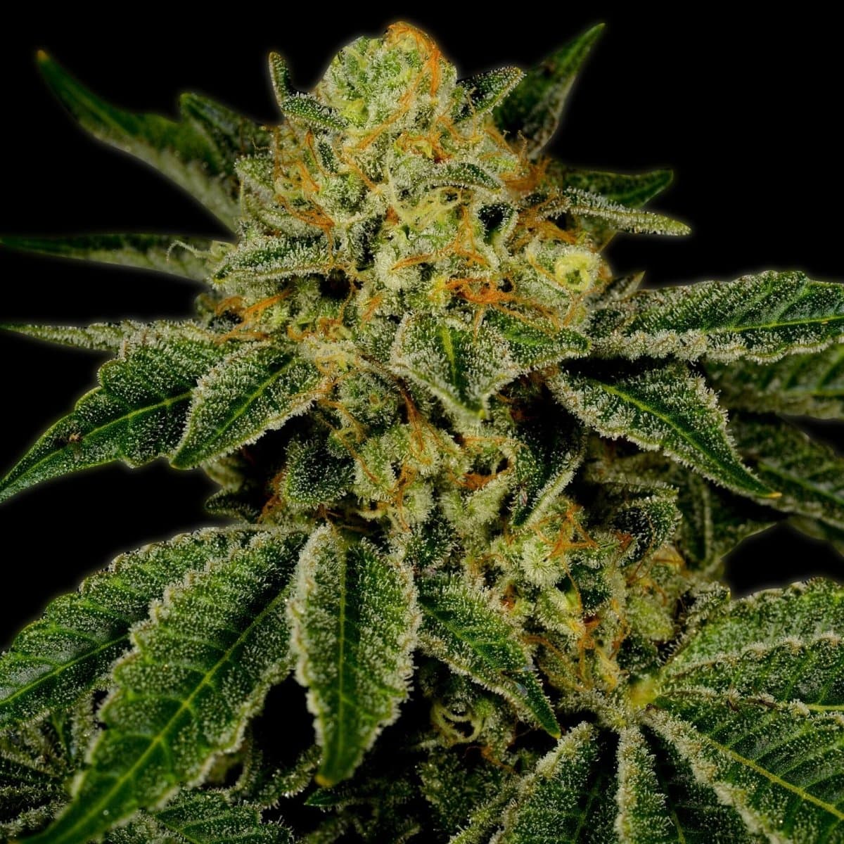 UK Cheese Seeds