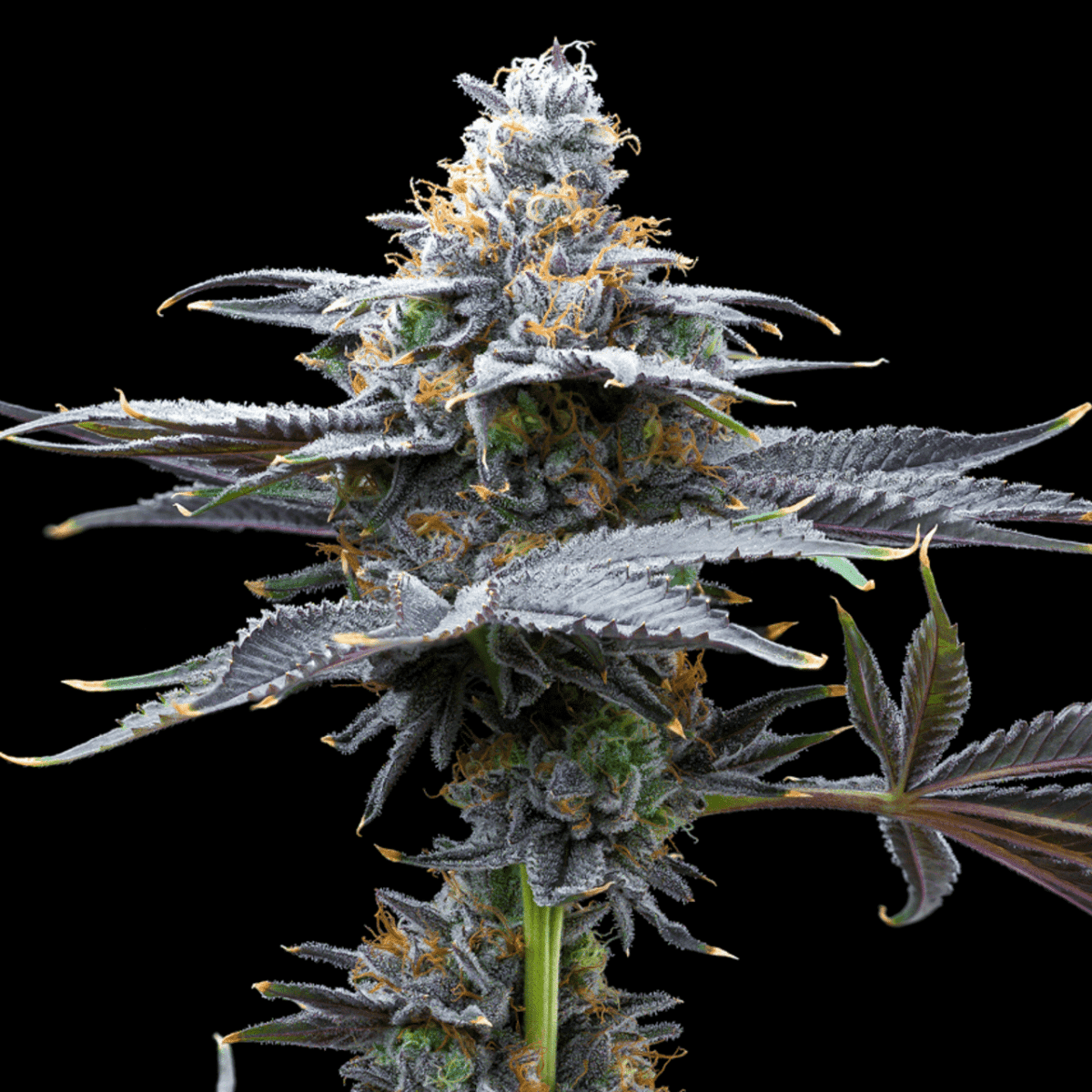 Watermelon Gelato Seeds