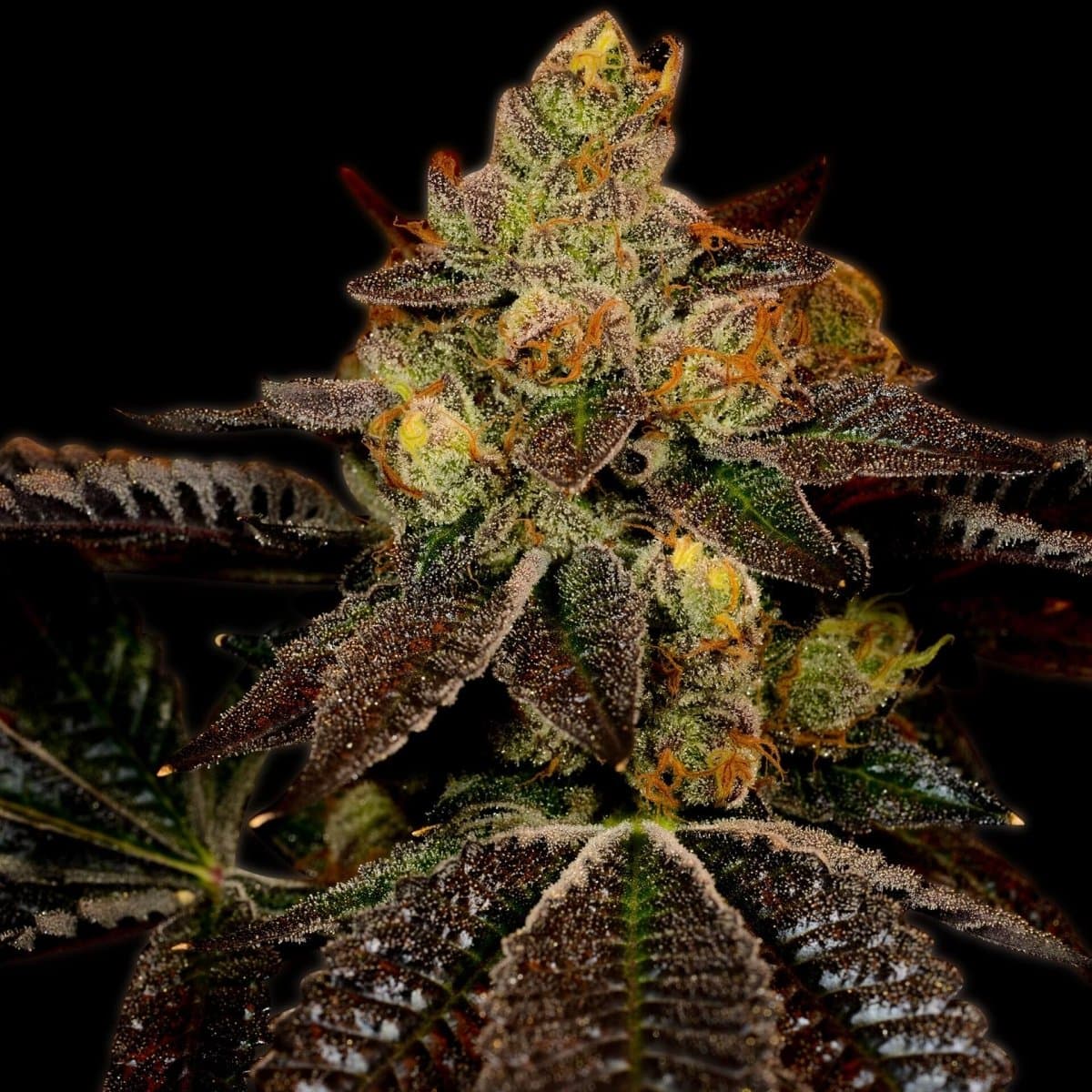 Wedding Cake Seeds