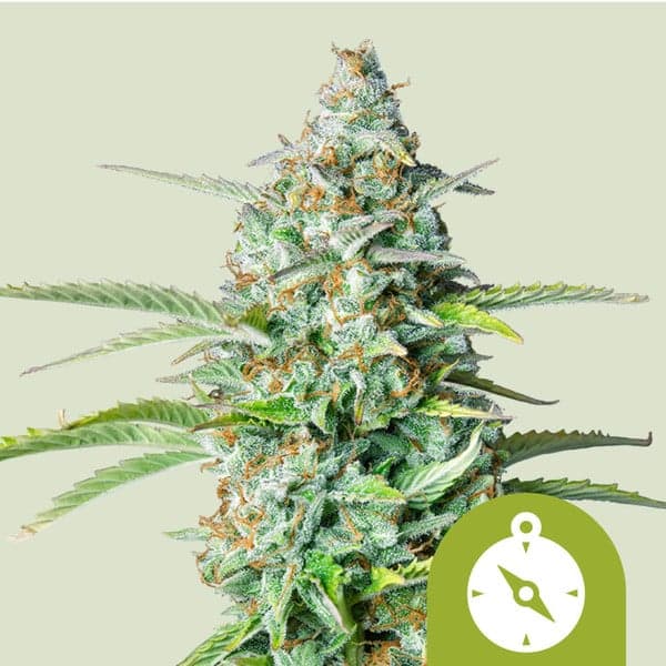 Northern Light Auto Seeds