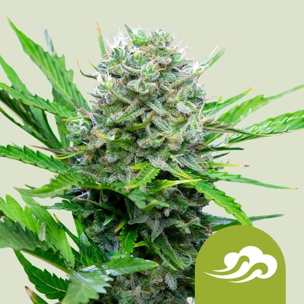 Royal Bluematic Seeds