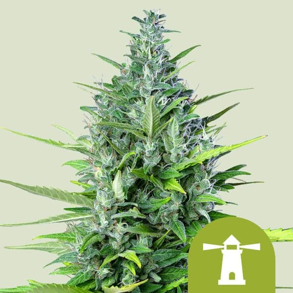 Royal Haze Auto Seeds