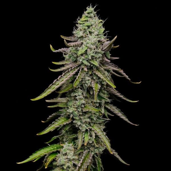 Special Kush 1 Seeds