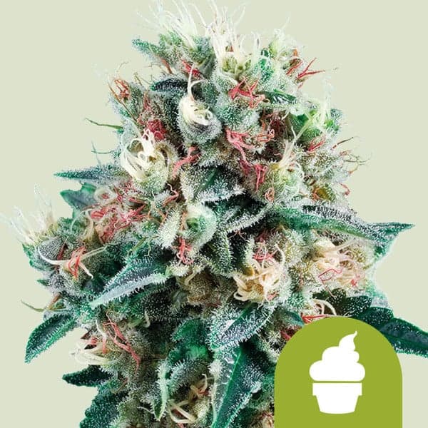 Royal Creamatic Seeds