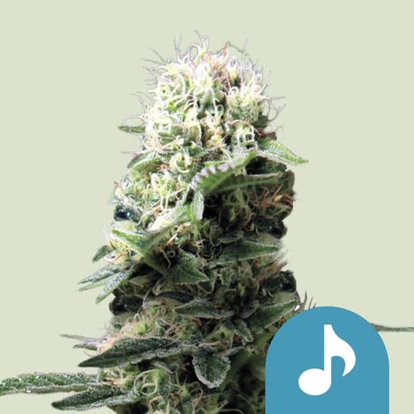 Dance World Seeds