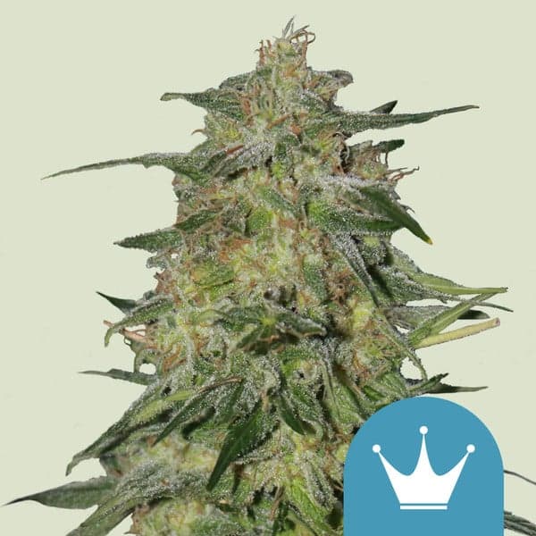 Royal Highness Seeds