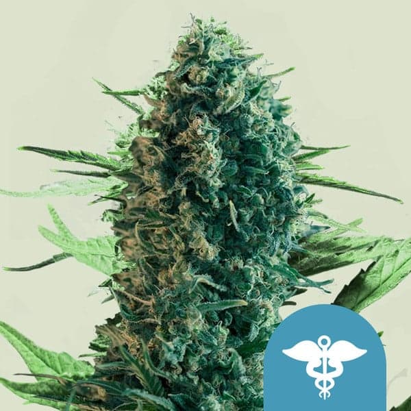 Royal Medic Seeds