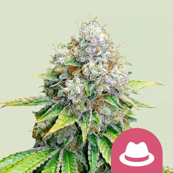 OG Kush Seeds